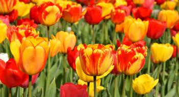 Tulips Flowers Colorful Spring