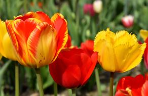 Tulips Flowers Colorful Spring