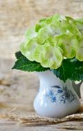 Hydrangeas Flowers Yellow