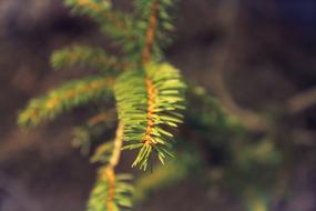 Tannenzweig Needles Fir Tree