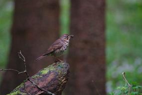 Nature Animal World Bird