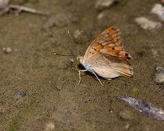 Butterfly Brown Insecta