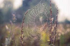 Cobweb Spider'S Web Dry Plants