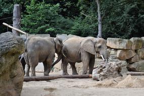 cute elephants near the rocks