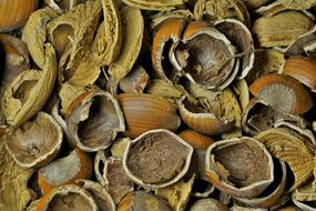 old walnut shells