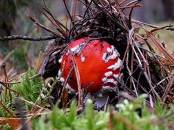 Nature At The Court Of Mushroom