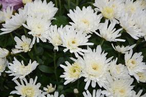 Flowers White Nature