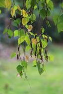 Foliage Birch Tree Betulus