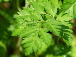 Grasshopper Green Dotted Leaf