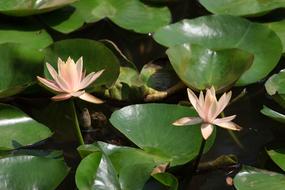 Qiangling Shan Park The Scenery