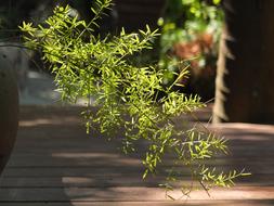 Thanksgiving Dinner Massage