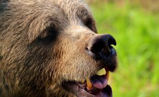 European Brown Bear Wild Animal