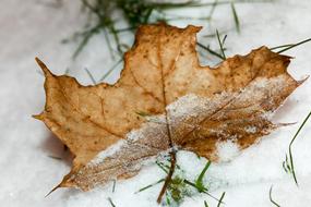 Leaf Winter Snow