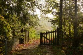 Tree Nature Landscape