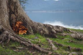 Nature Tree Outdoors