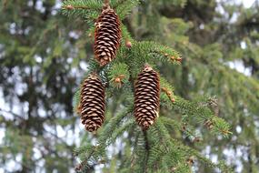 Tree Nature Cones