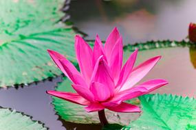 Flower Lotus