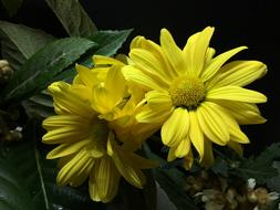 Yellow Flowers Petals