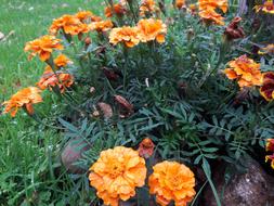 Flower Nature Summer