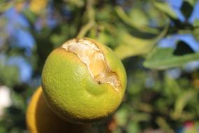 fresh ripe citrus