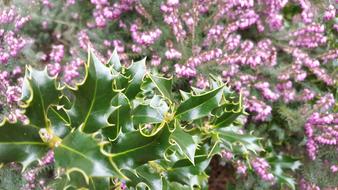 Christmas Thistle Heide
