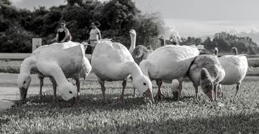 Goose Park Tranquility