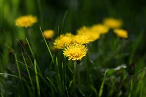Dandelion Yellow Flower