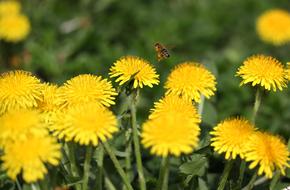 Dandelion Bee Insecta
