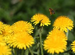 Dandelion Bee Insecta
