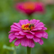 Insects Flower Cool The