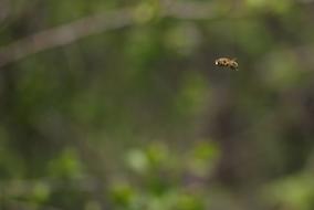Bee Insecta Flight