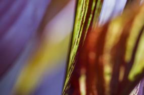 Abstract Nature Leaf