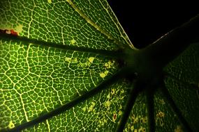 Nature Macro Structure