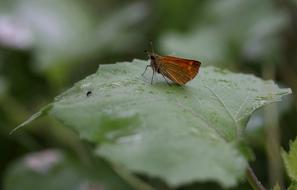 Butterfly Brown Leaf