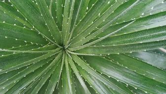 Close Up view of Green Leaf foliage