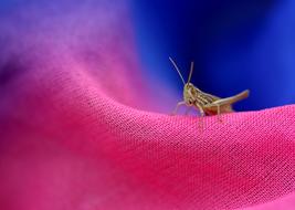 Cicada Insecta Scarf