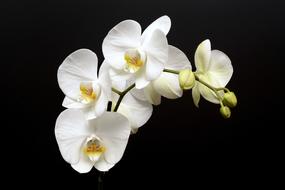 Orchid Flower Blossom
