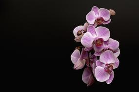 Orchid Flower Blossom