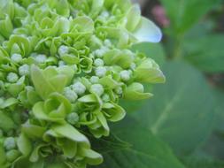 Spring Blossom Flower