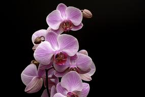 Orchid Flower Blossom
