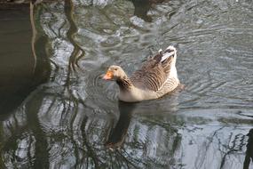 Waters Nature Bird Animal