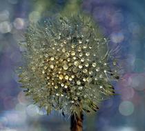 Dandelion Drops Wet