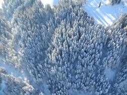 Forest Winter Snow From