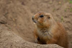 Animal World Prairie Dog Wild