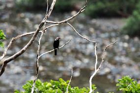 Nature Outdoors Tree