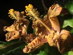 Withered Flower Reflection
