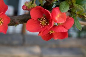 Flowers Nature Plants