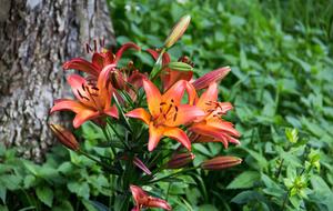 Flower Neck The Beauty