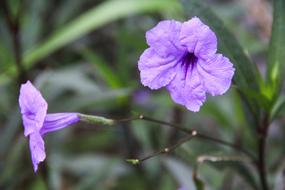Flower Neck The Beauty