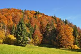 Autumn Golden Forest